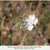 hesperia comma pallida male2